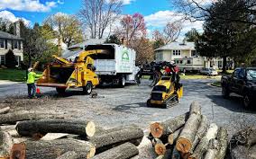 Best Organic Lawn Care Solutions  in West Springfield, VA