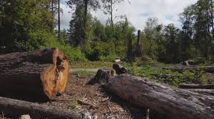 Best Tree and Shrub Care  in West Springfield, VA
