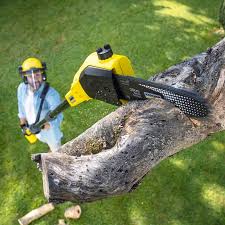 Best Sod Installation  in West Springfield, VA