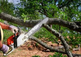 Best Firewood Processing and Delivery  in West Springfield, VA