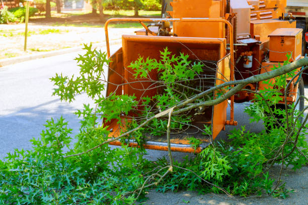 Best Leaf Removal  in West Springfield, VA