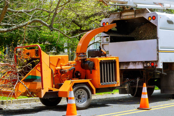 Best Emergency Tree Removal  in West Springfield, VA
