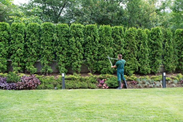 Best Tree Removal  in West Springfield, VA