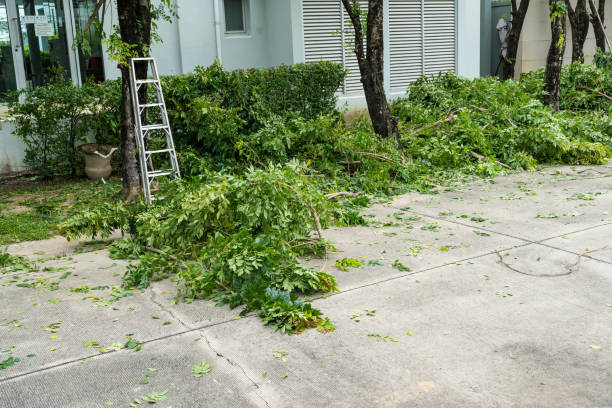 West Springfield, VA Tree Services Pros