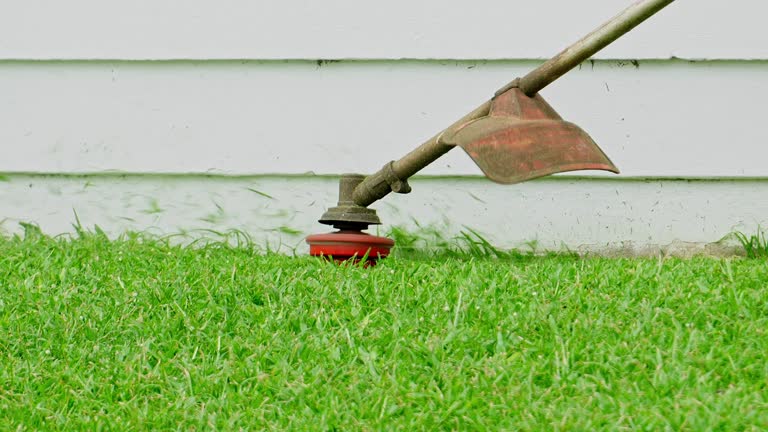Best Hedge Trimming  in West Springfield, VA