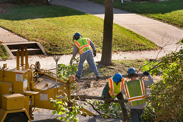 How Our Tree Care Process Works  in  West Springfield, VA