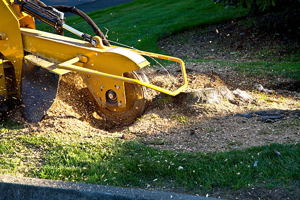 Best Lawn Renovation and Restoration  in West Springfield, VA