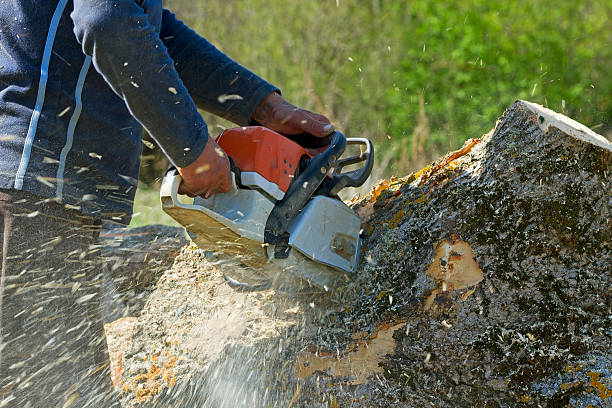Best Root Management and Removal  in West Springfield, VA